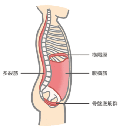 骨盤底筋の位置